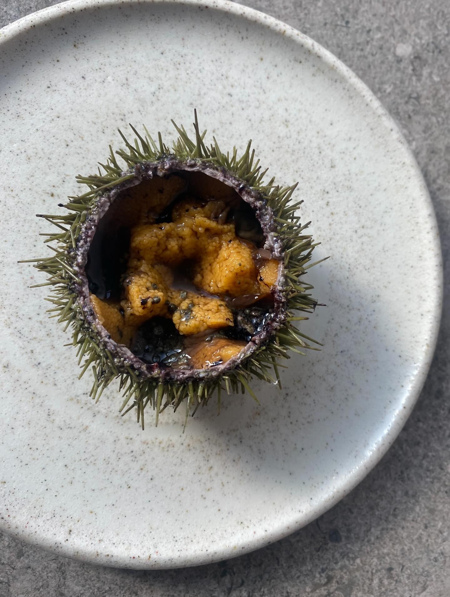 Uni tart served in a sea urchin shell on a white plate at Feld Chicago