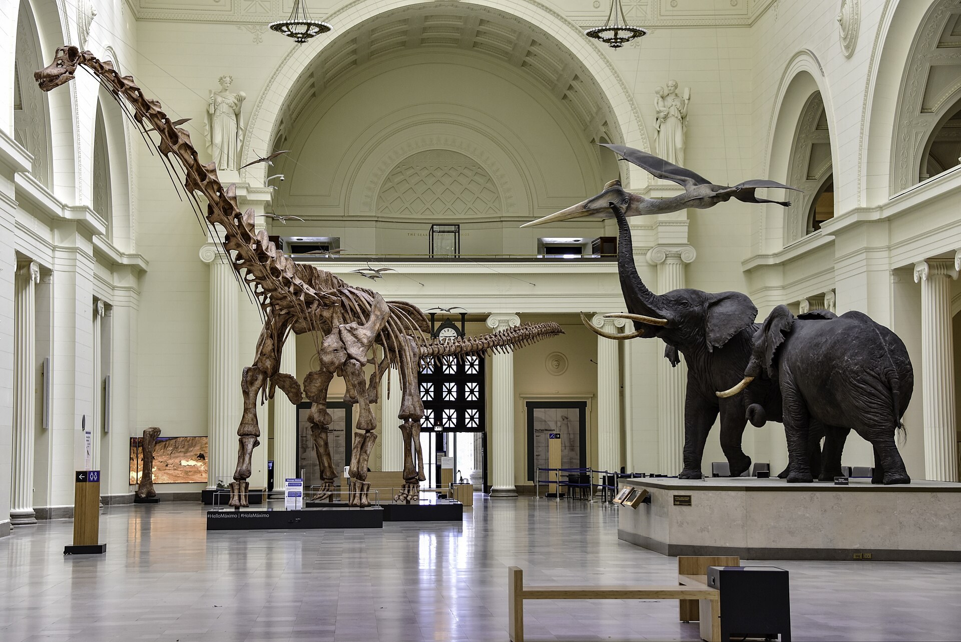 Stanley Field Hall at the Field Museum with a titanosaur skeleton and two mounted elephants