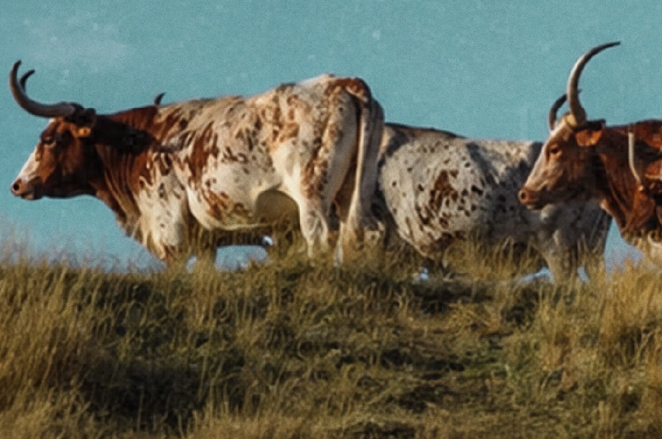 Longhorn cattle grazing on a grassy prairie under a pale blue sky
